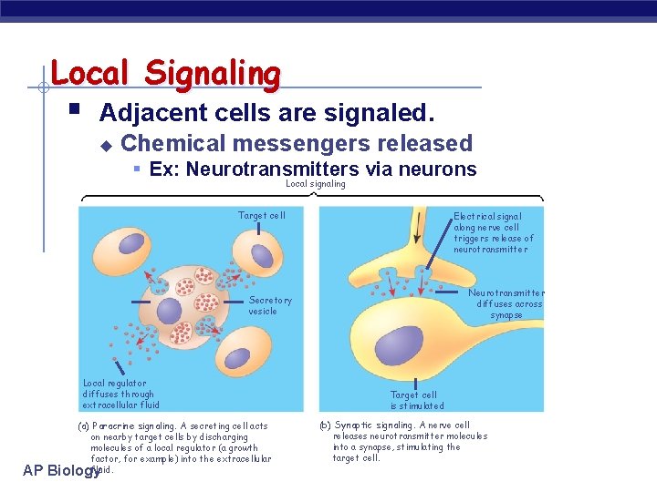 Local Signaling § Adjacent cells are signaled. u Chemical messengers released § Ex: Neurotransmitters