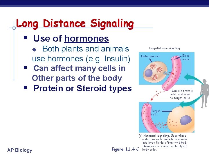 Long Distance Signaling § Use of hormones Both plants and animals use hormones (e.