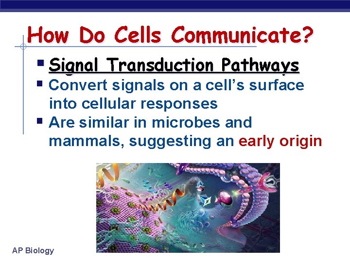 How Do Cells Communicate? § Signal Transduction Pathways § Convert signals on a cell’s