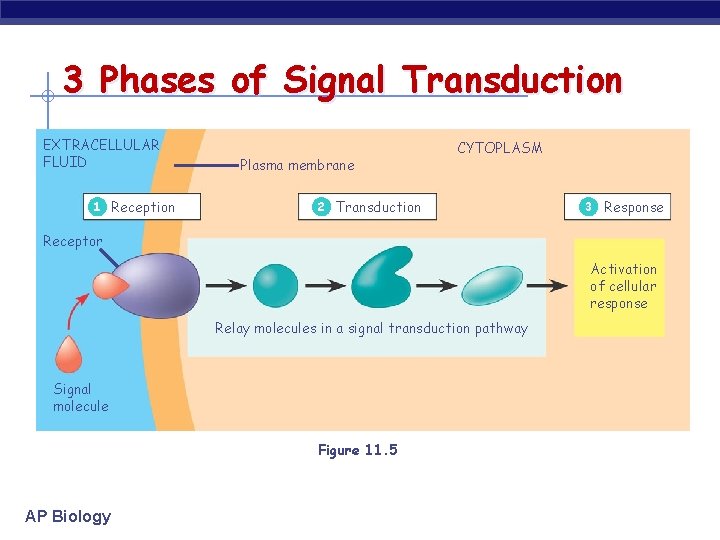 3 Phases of Signal Transduction EXTRACELLULAR FLUID 1 Reception Plasma membrane CYTOPLASM 2 Transduction