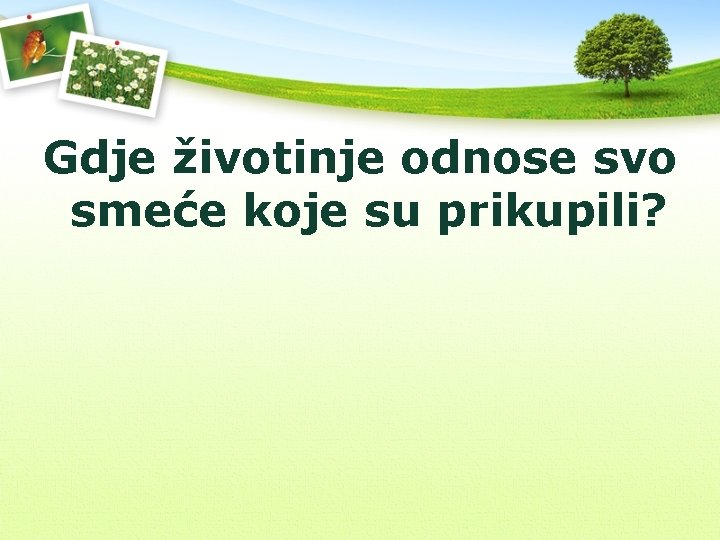 Gdje životinje odnose svo smeće koje su prikupili? 