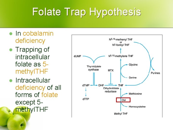 Folate Trap Hypothesis l l l In cobalamin deficiency Trapping of intracellular folate as