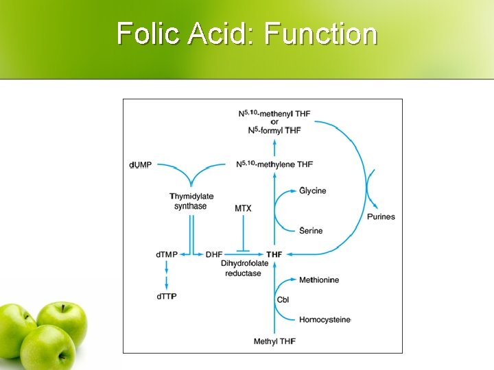 Folic Acid: Function 
