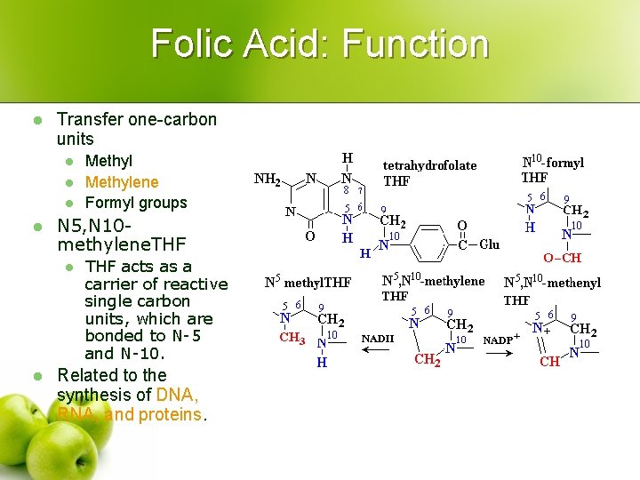 Folic Acid: Function l Transfer one-carbon units l l N 5, N 10 methylene.