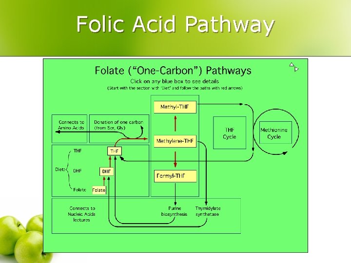 Folic Acid Pathway 