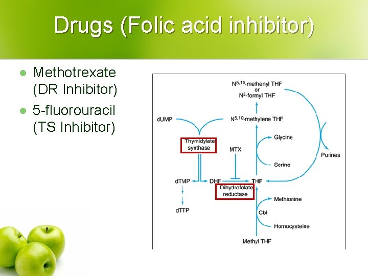 Drugs (Folic acid inhibitor) l l Methotrexate (DR Inhibitor) 5 -fluorouracil (TS Inhibitor) 
