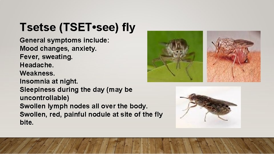 Tsetse (TSET • see) fly General symptoms include: Mood changes, anxiety. Fever, sweating. Headache.
