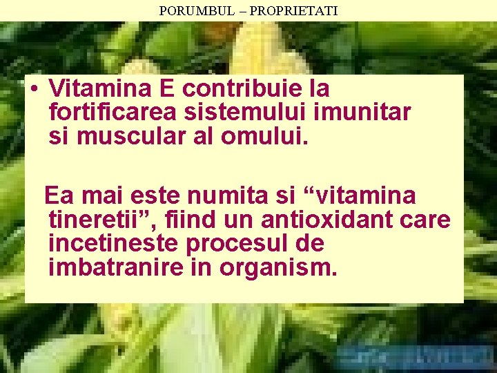 PORUMBUL – PROPRIETATI • Vitamina E contribuie la fortificarea sistemului imunitar si muscular al