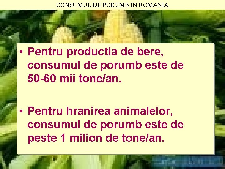 CONSUMUL DE PORUMB IN ROMANIA • Pentru productia de bere, consumul de porumb este