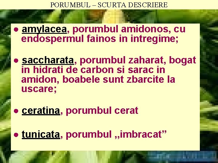 PORUMBUL – SCURTA DESCRIERE ● amylacea, porumbul amidonos, cu endospermul fainos in intregime; ●