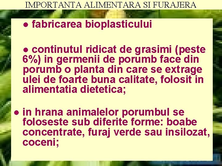IMPORTANTA ALIMENTARA SI FURAJERA ● fabricarea bioplasticului ● continutul ridicat de grasimi (peste 6%)