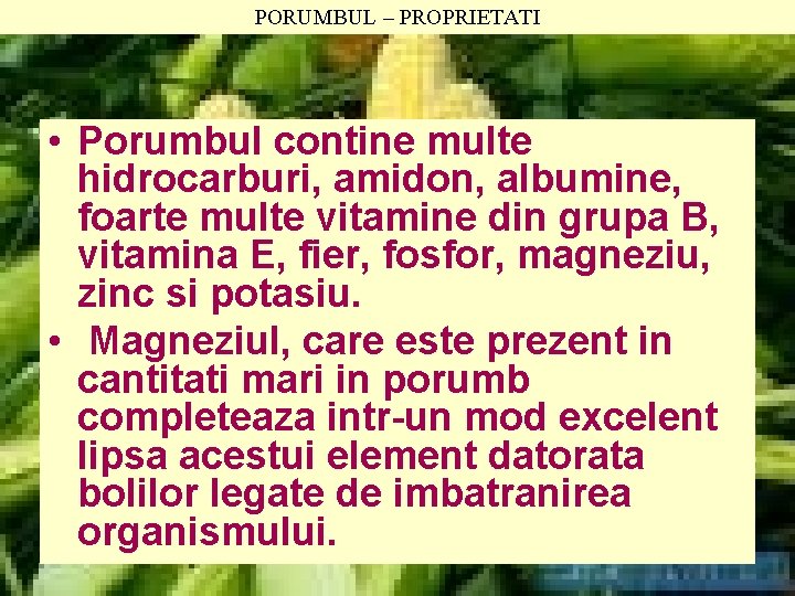 PORUMBUL – PROPRIETATI • Porumbul contine multe hidrocarburi, amidon, albumine, foarte multe vitamine din