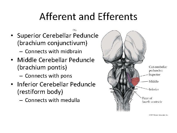 Afferent and Efferents • Superior Cerebellar Peduncle (brachium conjunctivum) – Connects with midbrain •