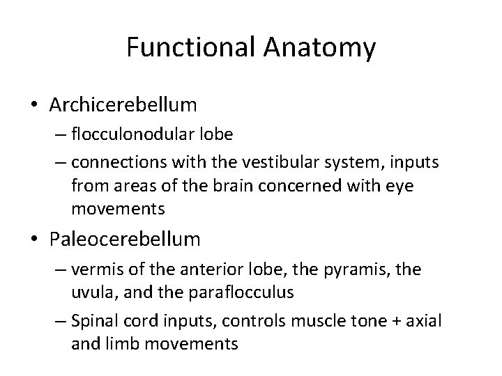 Functional Anatomy • Archicerebellum – flocculonodular lobe – connections with the vestibular system, inputs