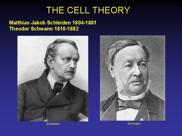 THE CELL THEORY Matthias Jakob Schleiden 1804 -1881 Theodor Schwann 1810 -1882 Schleiden Schwann