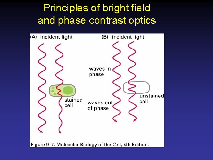 Principles of bright field and phase contrast optics 