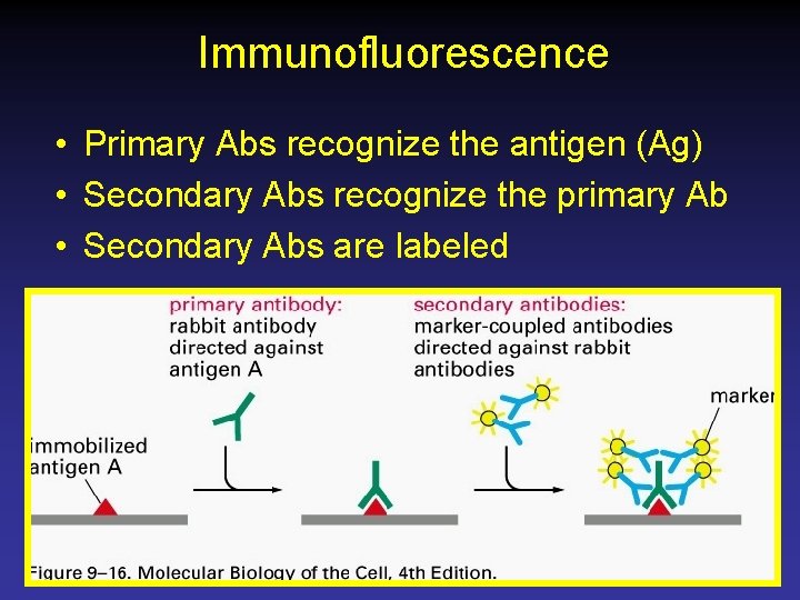 Immunofluorescence • Primary Abs recognize the antigen (Ag) • Secondary Abs recognize the primary