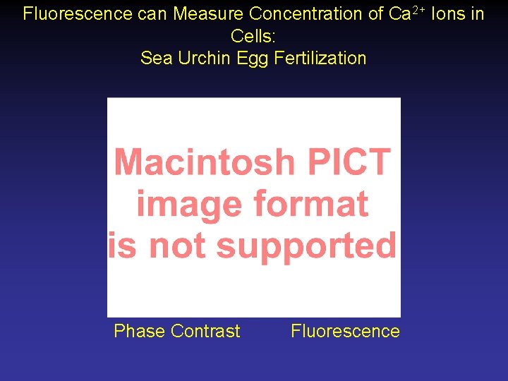 Fluorescence can Measure Concentration of Ca 2+ Ions in Cells: Sea Urchin Egg Fertilization