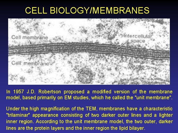 CELL BIOLOGY/MEMBRANES In 1957 J. D. Robertson proposed a modified version of the membrane
