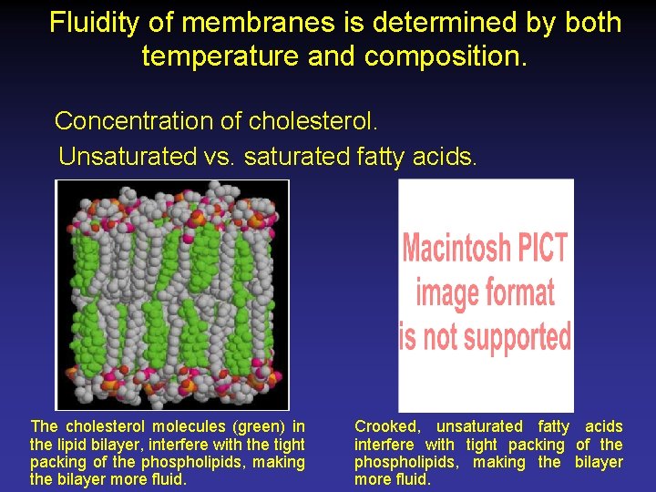 Fluidity of membranes is determined by both temperature and composition. Concentration of cholesterol. Unsaturated