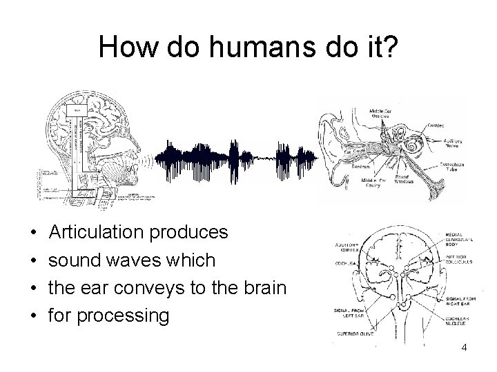 How do humans do it? • • Articulation produces sound waves which the ear