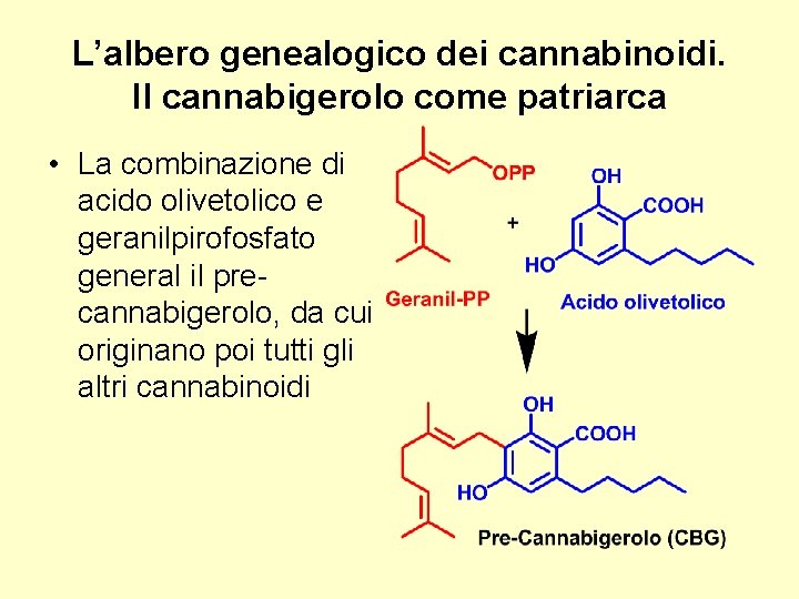 L’albero genealogico dei cannabinoidi. Il cannabigerolo come patriarca • La combinazione di acido olivetolico