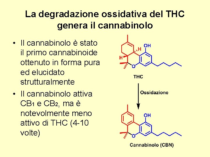 La degradazione ossidativa del THC genera il cannabinolo • Il cannabinolo è stato il