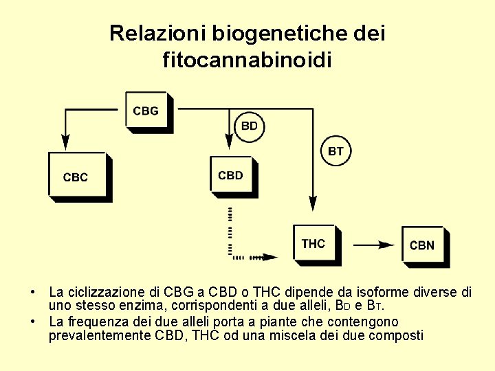 Relazioni biogenetiche dei fitocannabinoidi • La ciclizzazione di CBG a CBD o THC dipende