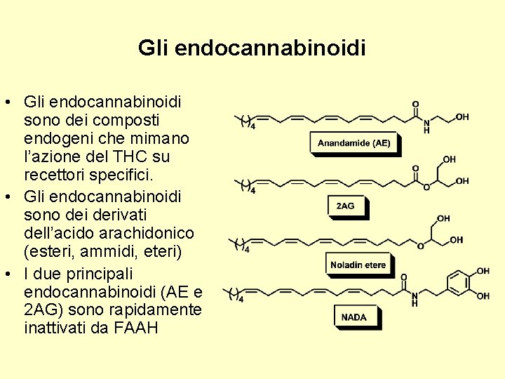 Gli endocannabinoidi • Gli endocannabinoidi sono dei composti endogeni che mimano l’azione del THC