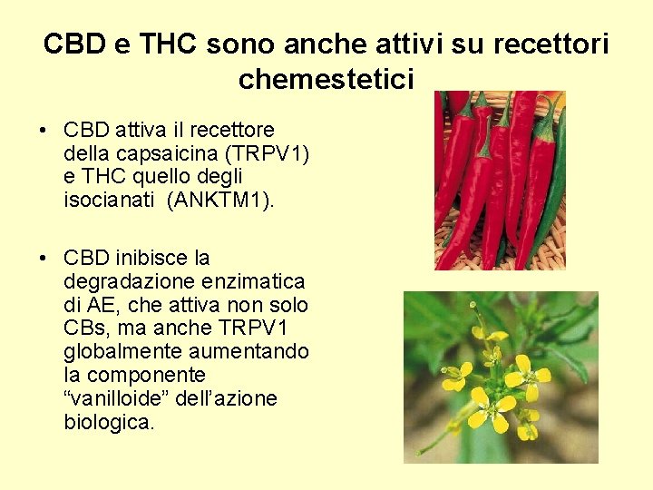 CBD e THC sono anche attivi su recettori chemestetici • CBD attiva il recettore