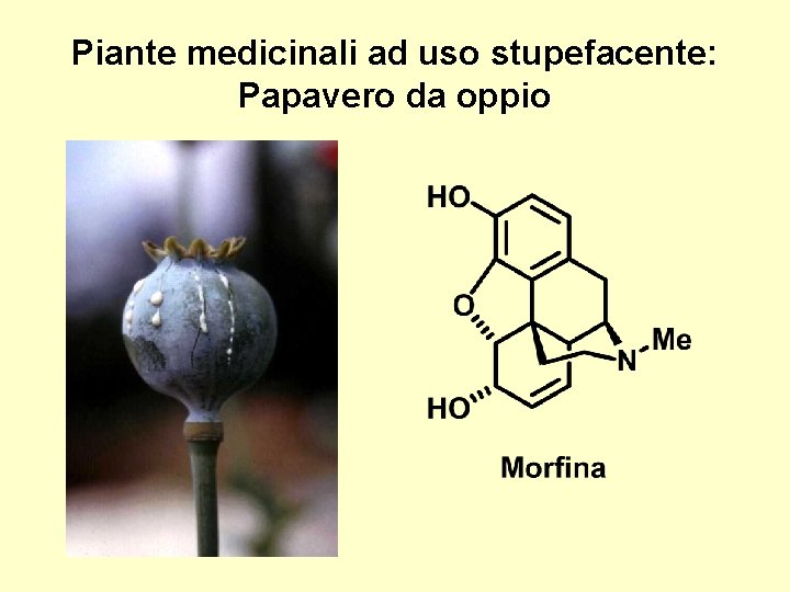 Piante medicinali ad uso stupefacente: Papavero da oppio 