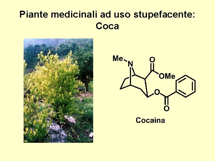 Piante medicinali ad uso stupefacente: Coca 