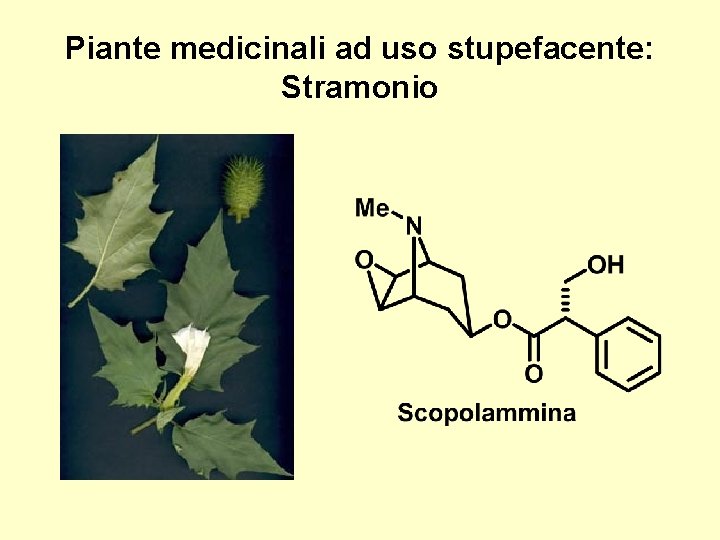 Piante medicinali ad uso stupefacente: Stramonio 