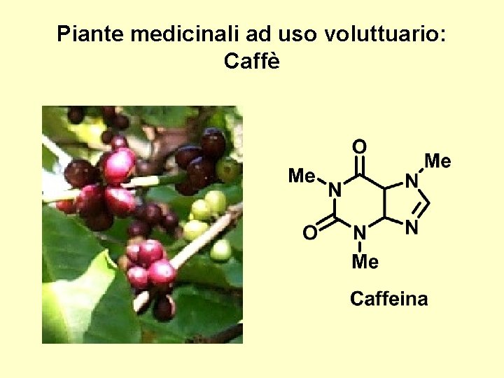 Piante medicinali ad uso voluttuario: Caffè 