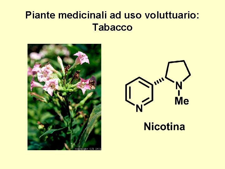 Piante medicinali ad uso voluttuario: Tabacco 