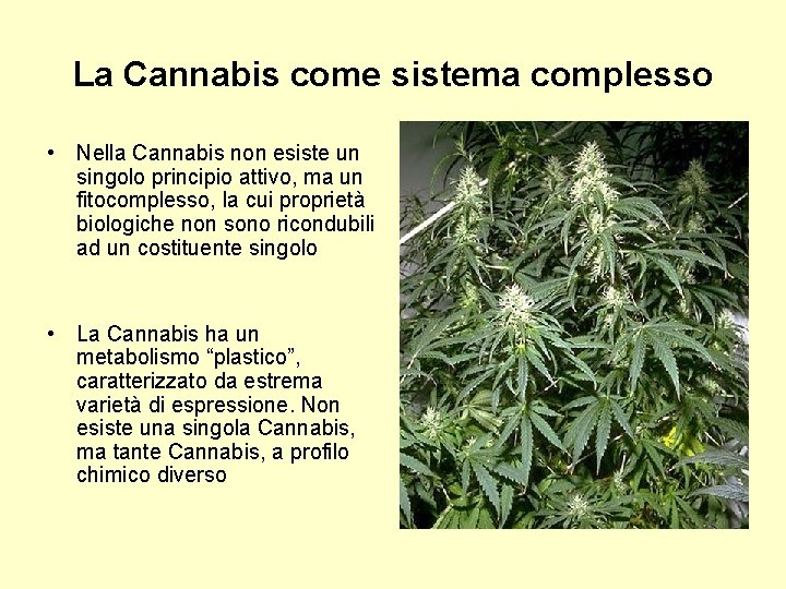 La Cannabis come sistema complesso • Nella Cannabis non esiste un singolo principio attivo,