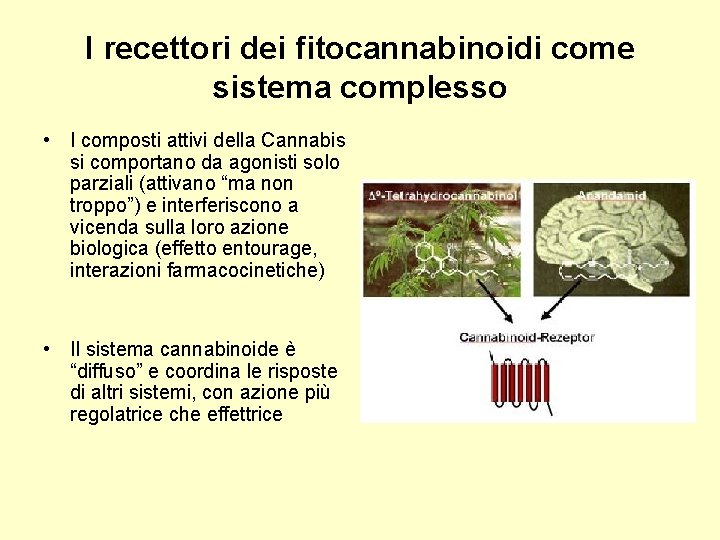 I recettori dei fitocannabinoidi come sistema complesso • I composti attivi della Cannabis si