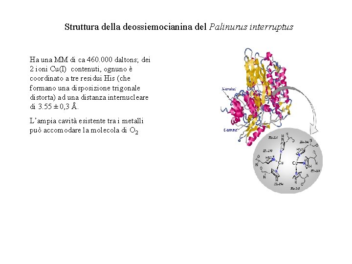 Struttura della deossiemocianina del Palinurus interruptus Ha una MM di ca 460. 000 daltons;