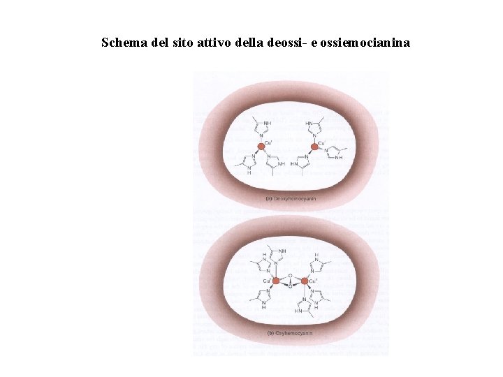 Schema del sito attivo della deossi- e ossiemocianina 