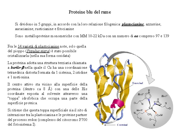 Proteine blu del rame Si dividono in 5 gruppi, in accordo con la loro