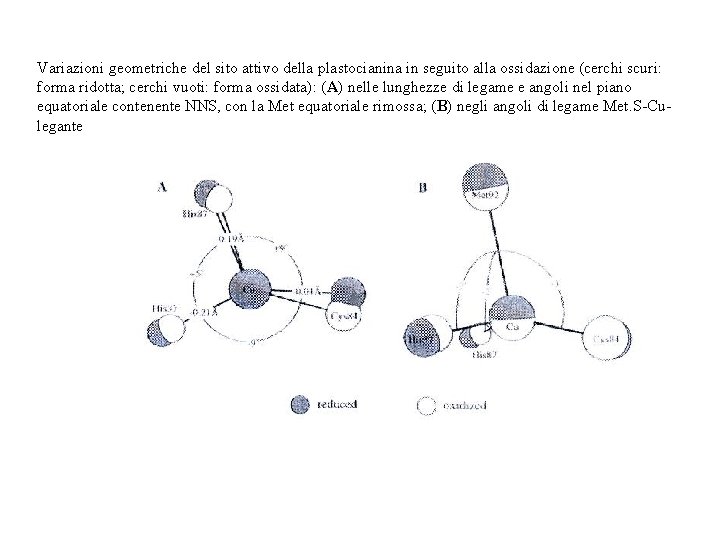 Variazioni geometriche del sito attivo della plastocianina in seguito alla ossidazione (cerchi scuri: forma