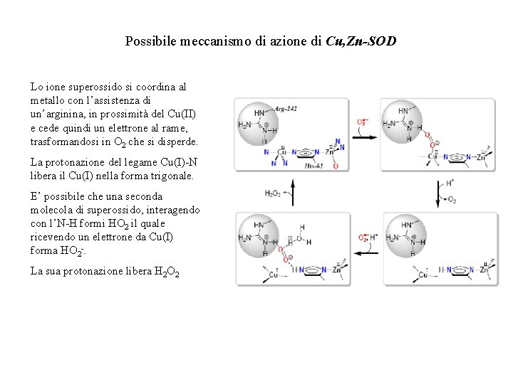 Possibile meccanismo di azione di Cu, Zn-SOD Lo ione superossido si coordina al metallo