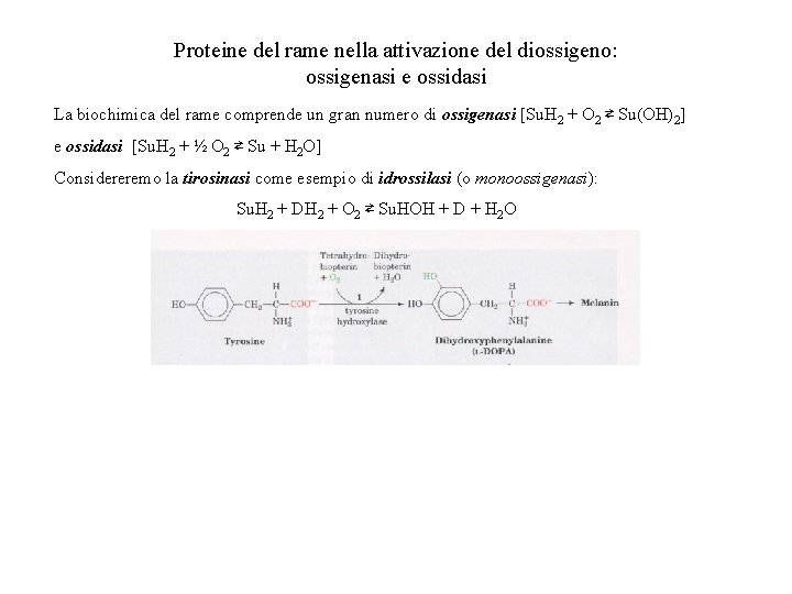 Proteine del rame nella attivazione del diossigeno: ossigenasi e ossidasi La biochimica del rame