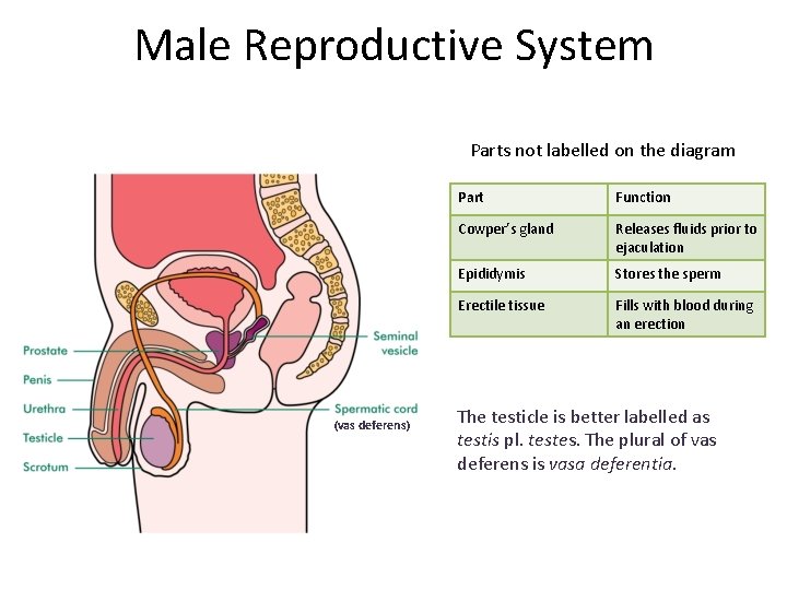 Male Reproductive System Parts not labelled on the diagram (vas deferens) Part Function Cowper’s