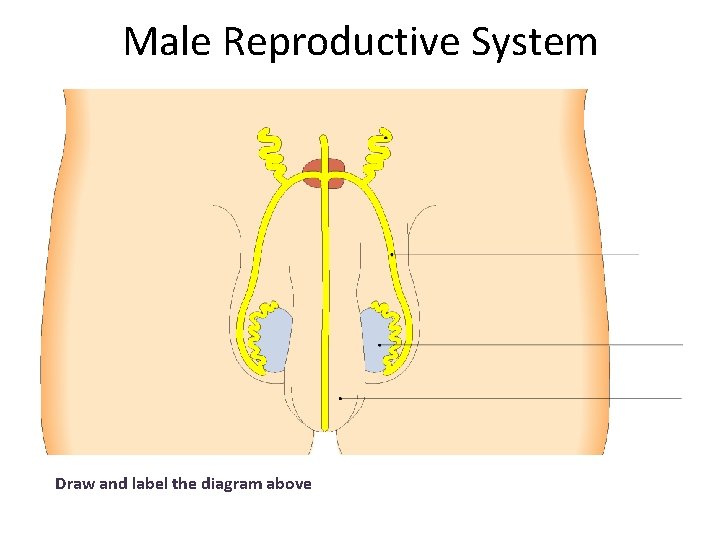 Male Reproductive System Draw and label the diagram above 