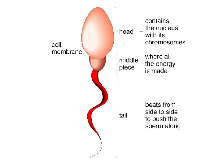 Sperm cell 