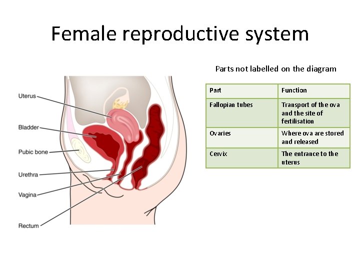Female reproductive system Parts not labelled on the diagram Part Function Fallopian tubes Transport