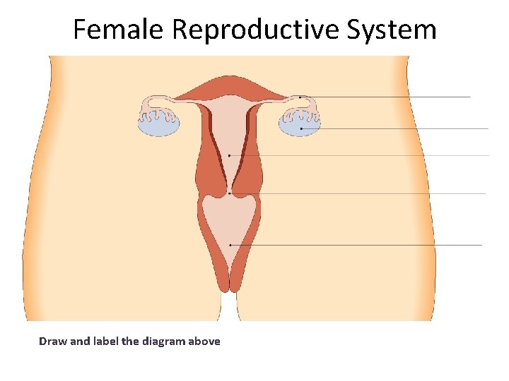 Female Reproductive System Draw and label the diagram above 