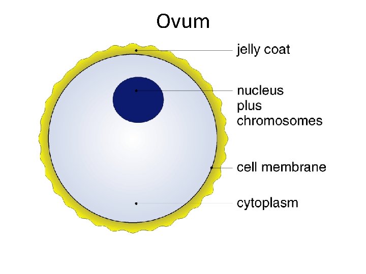 Ovum 