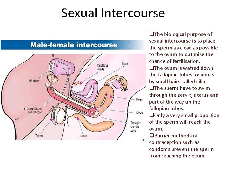 Sexual Intercourse q. The biological purpose of sexual intercourse is to place the sperm